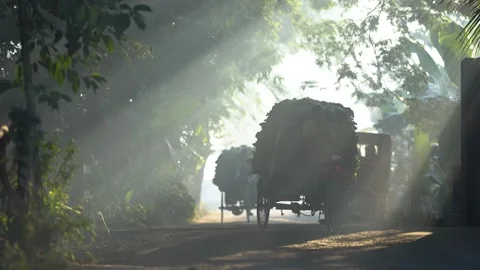 View of a rural road with sun rays and local transport, Bangladesh. Vídeo Stock 335551797