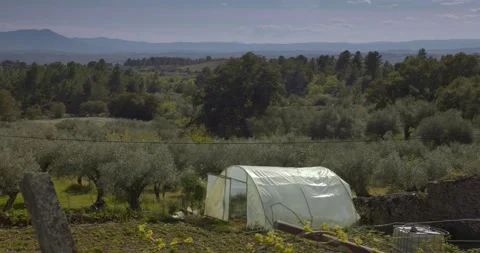 View of rural vegetable garden with olive trees and cultivated vegetables. Stock Footage 224296918