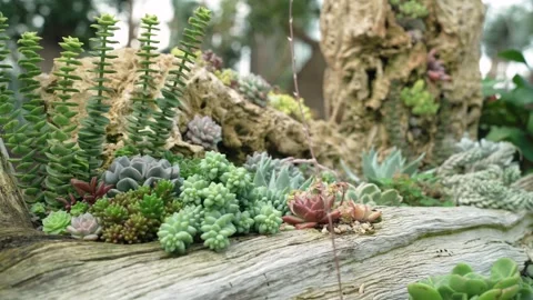 View of a rustic log supporting a lush mix of succulents, cacti, and moss. 動画素材 327633093
