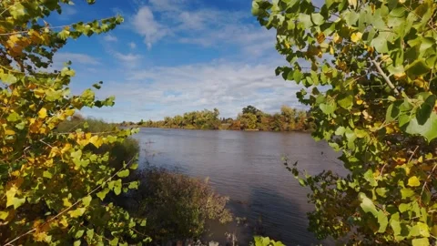 View of sacramento river through trees in fall Stock Footage 293425700
