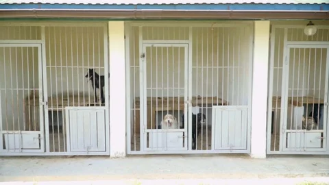 View of sad lonely mixed-breed dogs locked in a cages, waiting to be adopted Video stock 119759749