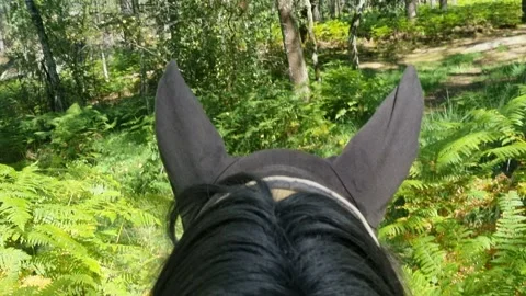 View from a saddle while riding through green forest on black horse. Stock-Footage 222091443