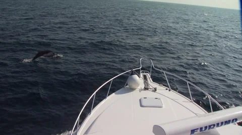 View of sailfish jumping in pacific ocean Stock Footage 55311292