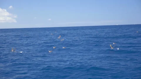 View from a sailing ship on the ocean and flying birds Stock Footage 153362025