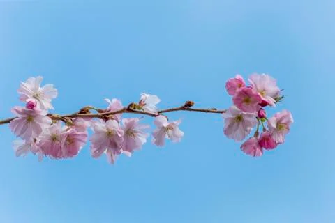 Up view of Sakura, Japanese pink cherry blossom at an early spring time in Ne Stock-Fotos