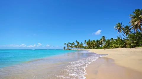 View of a sandy beach, clear water and palm trees against a blue sky. Vidéo 334433255