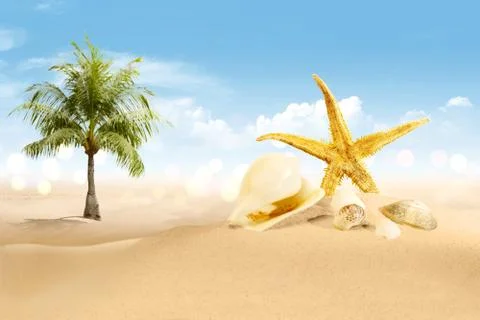 View of sandy beach with shells and palm tree Stock Photos
