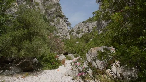 View of the Sardinian Mediterranean scrub Stock Footage 97982518