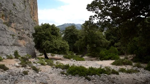 View of the Sardinian Mediterranean scrub Stock Footage 97982969