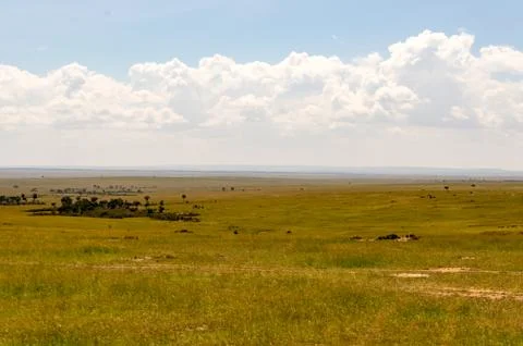 View of the savannah Stock Photos
