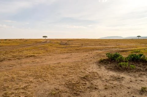 View of the savannah Stock Photos