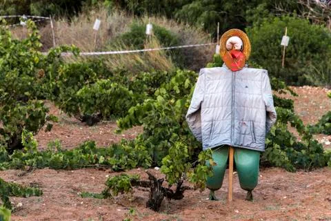 View of a scarecrow in vineyard Stock Photos