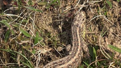 View of scared wild lizzard breathing lizard reptile habitat animal wait prey Stock Footage 81972834