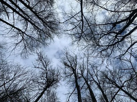 View on scary forest Stock Photos