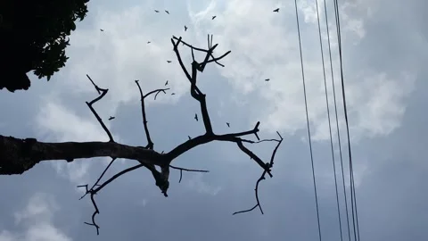 View of scavenger birds flying in sky over a dead tree Video stock 343685250
