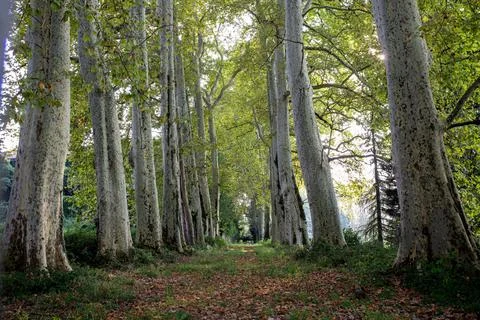 View of a Scenic Tree-Lined Forest Path Stock Photos