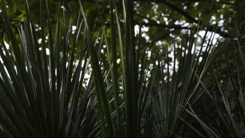 View of scenic tropic forest 库存影片 194641324