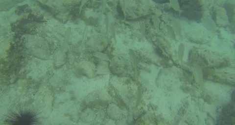 A view of a school of fish from above Stock Footage 42854122