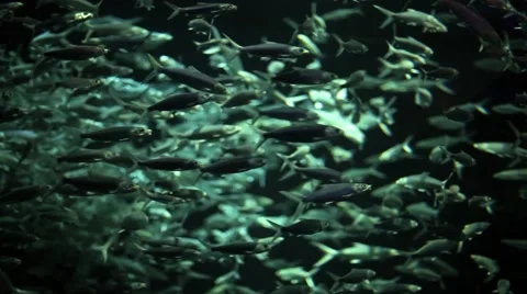 View to the school of fish being fed in an aquarium. Stock Footage 60139515