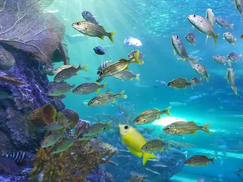 The view of a school of fish inside a large aquarium Stock Photos