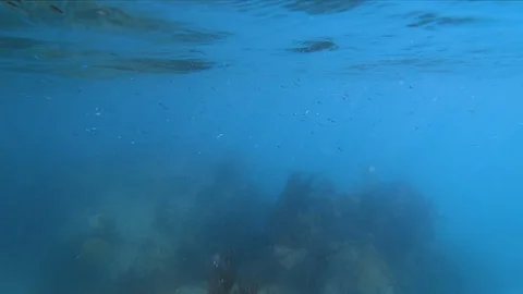 View of a school of small fish over a coral reef off the coast of Bermuda Stock-Footage 129389899