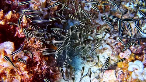 View of a school of striped eel catfish over a coral reef, Philippines. Stock Footage 341454051