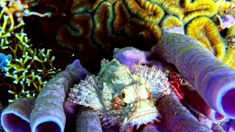 View of a scorpionfish on coral in the Philippines. Video stock 341453852