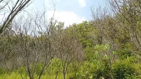 A view of the scrubland filled with dry trees. Stock Footage 324001335