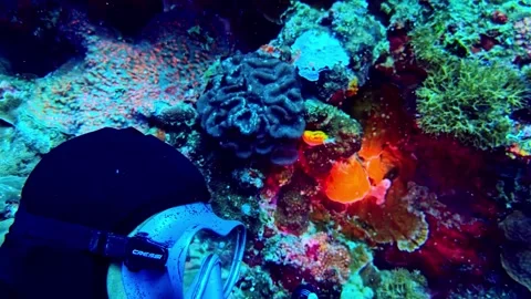 View of scuba diver exploring a vibrant coral reef in the Philippines. Stock Footage 341453899