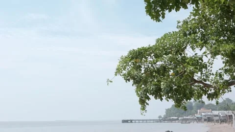 View of the sea and waves through a branch and a piece of wood at sunset Oc.. Stock Footage 252010898
