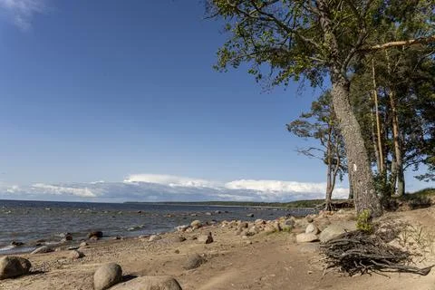 View of the sea bay, pine forest, blue sky and stones on sandy shore Foto stock