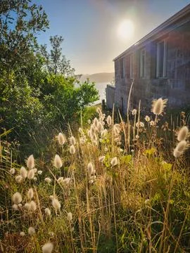 View of the sea between plants, trees and wheat vegetation next to an old hou Fotos de archivo