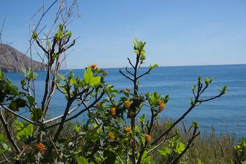 View of the sea between vegetation, located in Alicante, Spain 스톡 사진