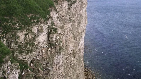 VIEW OF SEA BIRDS FROM CLIFFS RSPB BEMPTON CLIFFS Stock Footage 70701877