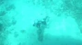 View of Sea Floor and Diver from Glass Bottom Boat HD Footage