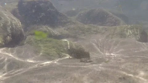 View of the sea floor Stock Footage 146657473