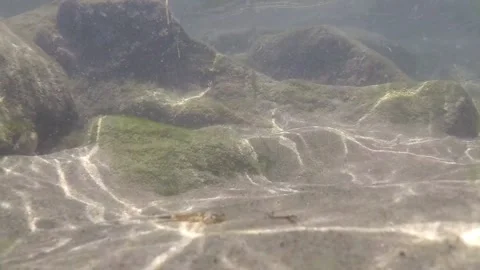 View of the sea floor Stock Footage 146657770