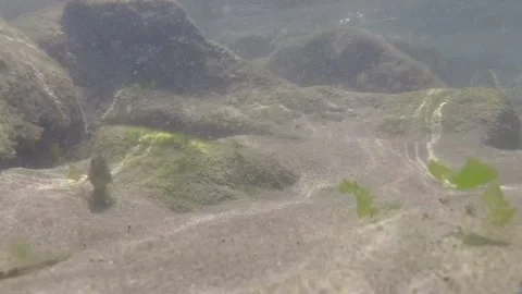 View of the sea floor Stock Footage 146658071