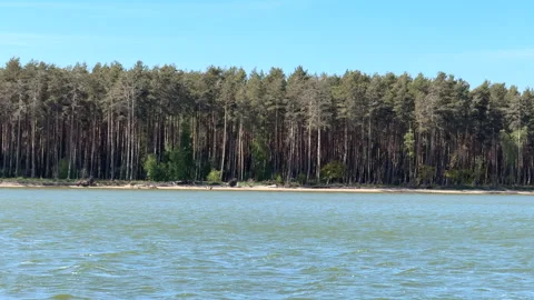 View from the sea of a forest area with pine trees on the dunes Stock Footage 310255180