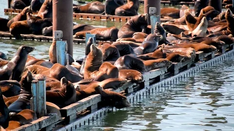 View of Sea Lions in Oregon Stock Footage 77374670