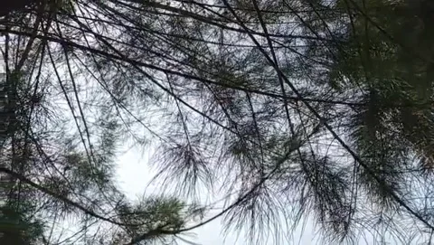 View of a sea pine tree canopy with branching branches. Stock Footage 327701026