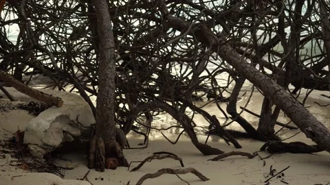 View of the sea surf on the sandy beach through the roots of mangrove trees Stock-Footage 230970007