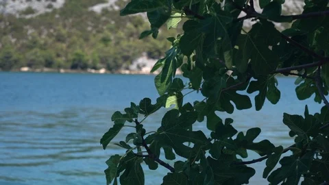 View of sea through branches Vídeo Stock 125770242