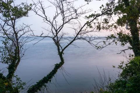 View of the sea through the branches of a tree. Stock Photos
