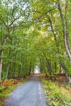 View of the sea through a deciduous forest. A path leads to the sea. natur... Stock-Fotos