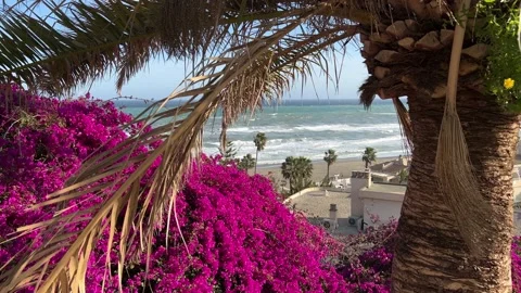 View of the sea through flowers and palm tree in Torremolinos, Malaga, Spain Stock Footage 239458924