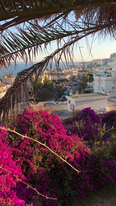 View of the sea through flowers and palm tree in Torremolinos, Spain. Vertical Stock Footage 240919870