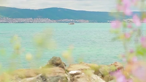 View of the sea through flowers 動画素材 78069101
