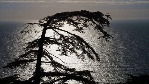 A view of the sea through a foreground tree Vídeo Stock 84741862