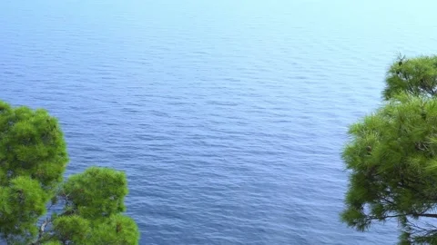 View of the sea through the green spruce Stock Footage 169366819